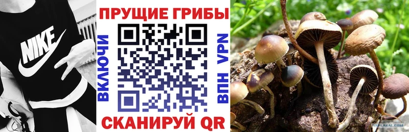 Псилоцибиновые грибы Psilocybine cubensis дарнет шоп Куйбышев